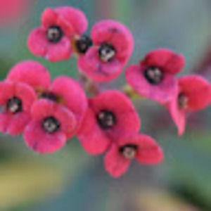 Meet your Posher, Kali